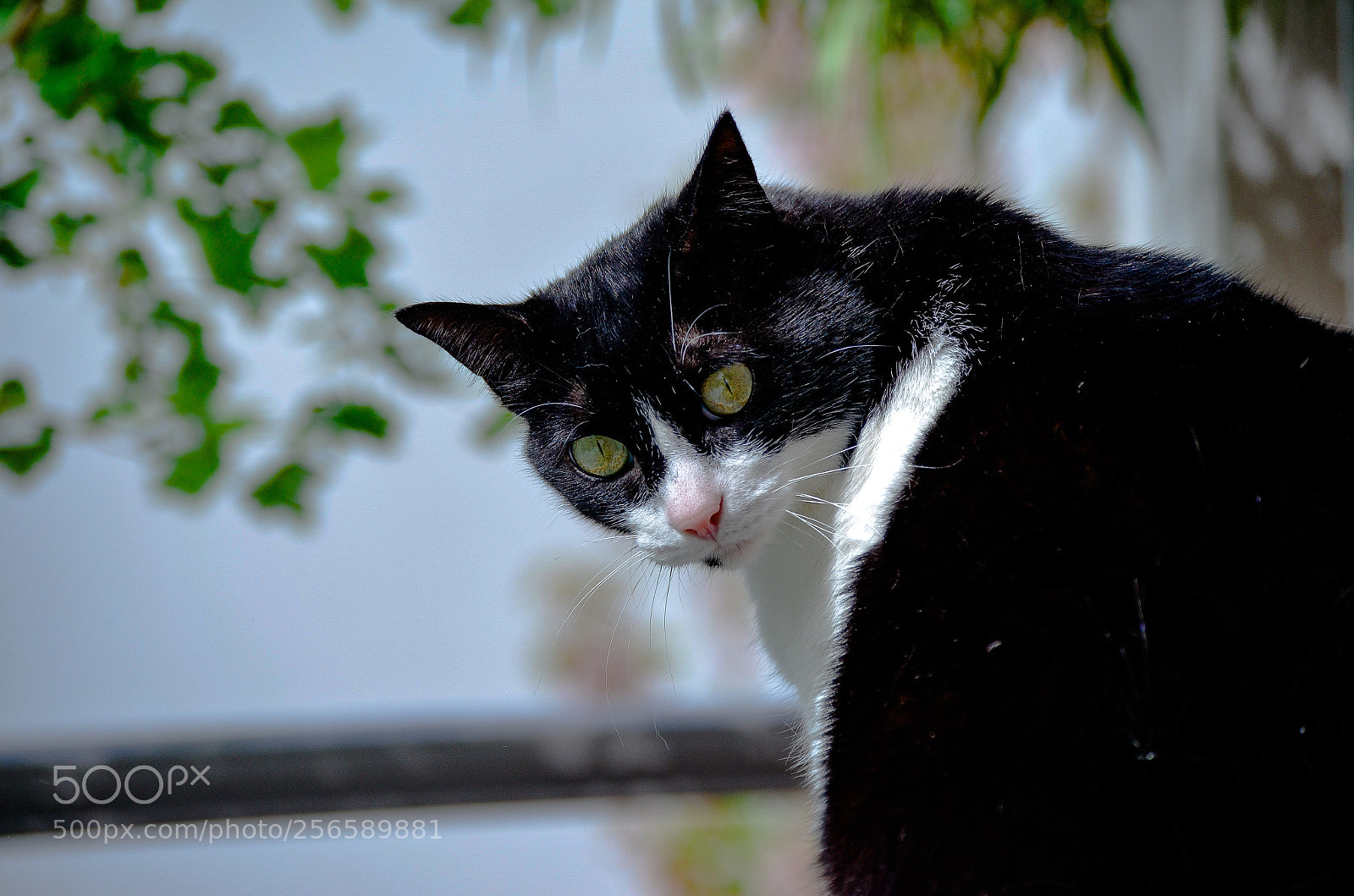 Nikon D5100 sample photo. Cat. photography
