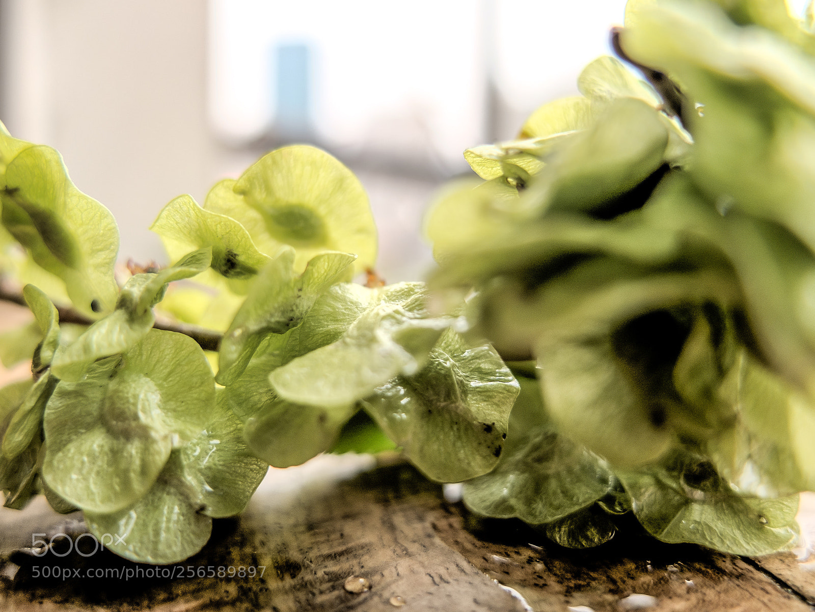 Fujifilm X10 sample photo. Sprouts.幼芽 photography