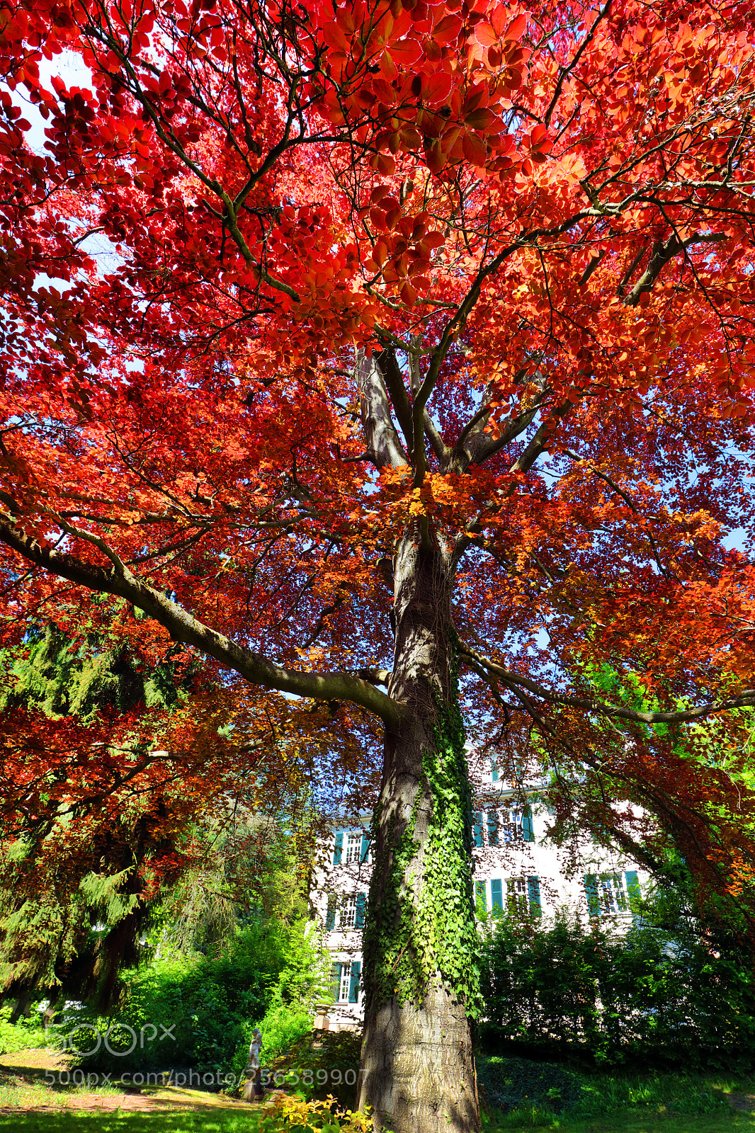 Canon EOS 5DS sample photo. European beech photography