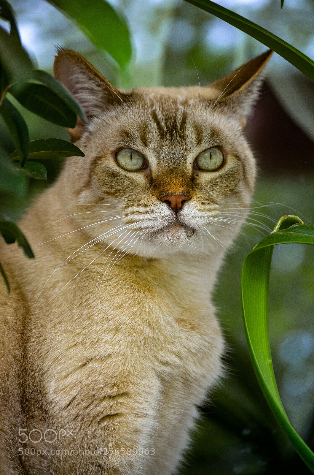 Nikon D5100 sample photo. Cat wino batida de photography