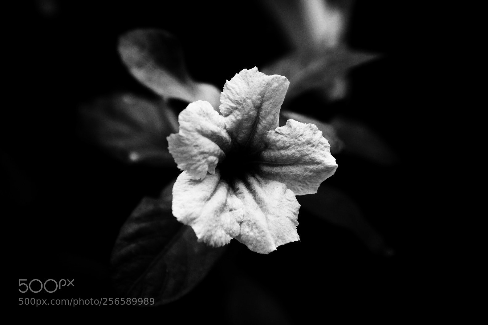 Fujifilm X-T10 sample photo. Untitled photography