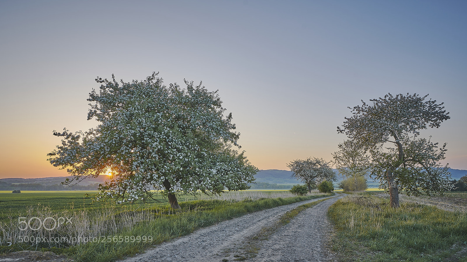 Sony a7R II sample photo. Spring morning photography