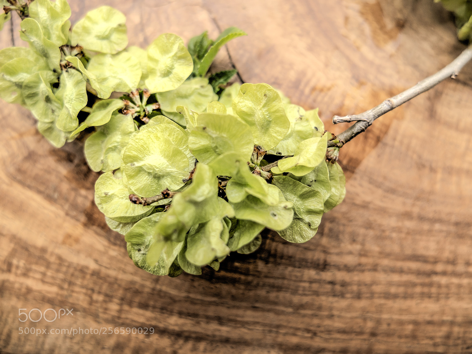 Fujifilm X10 sample photo. Sprouts.幼芽 photography