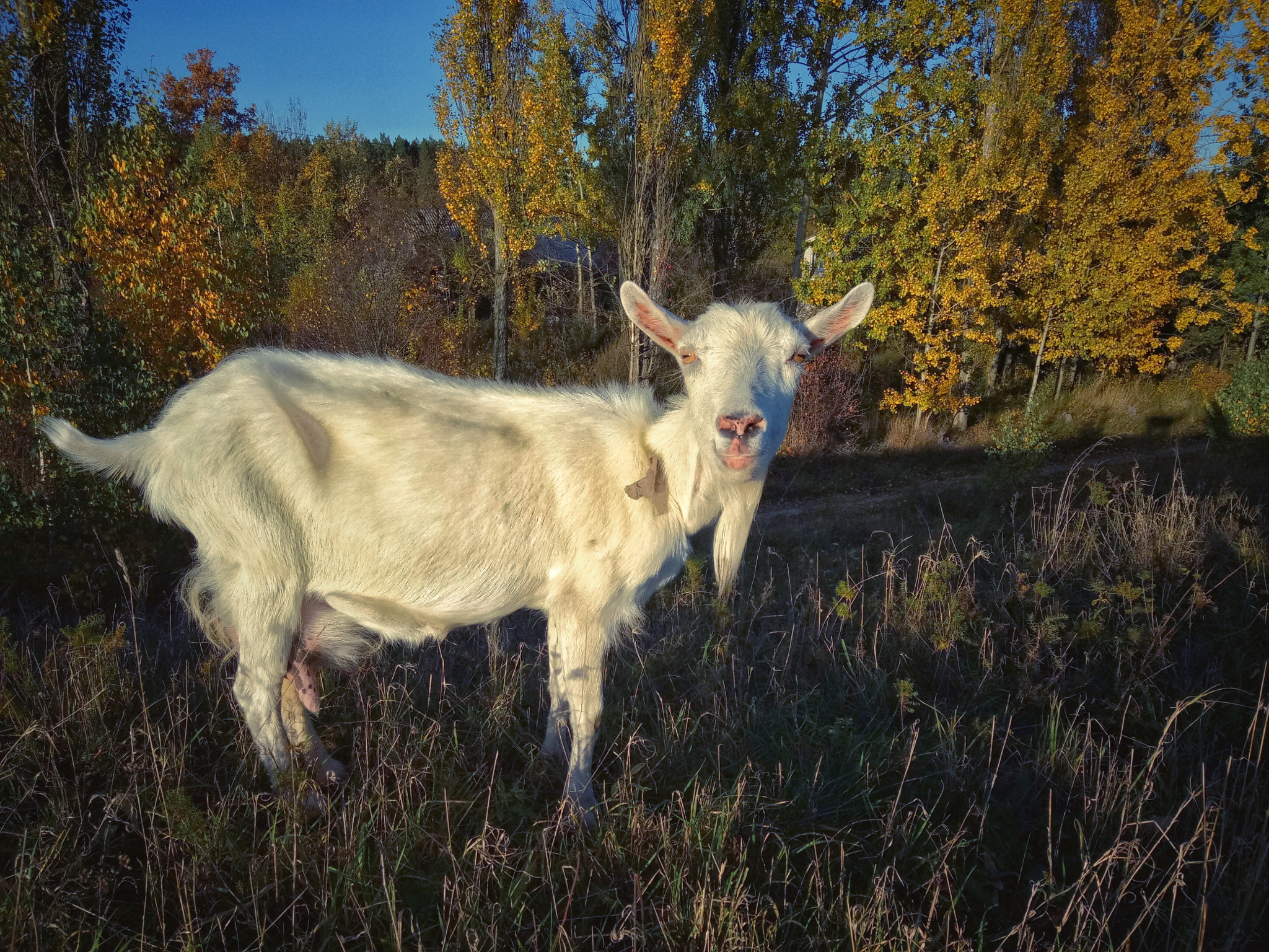 Meizu U20 sample photo