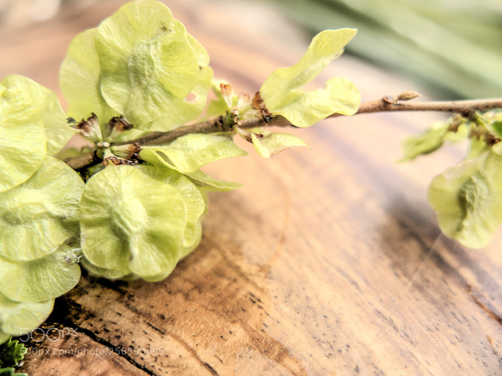 Fujifilm X10 sample photo. Sprouts.幼芽 photography