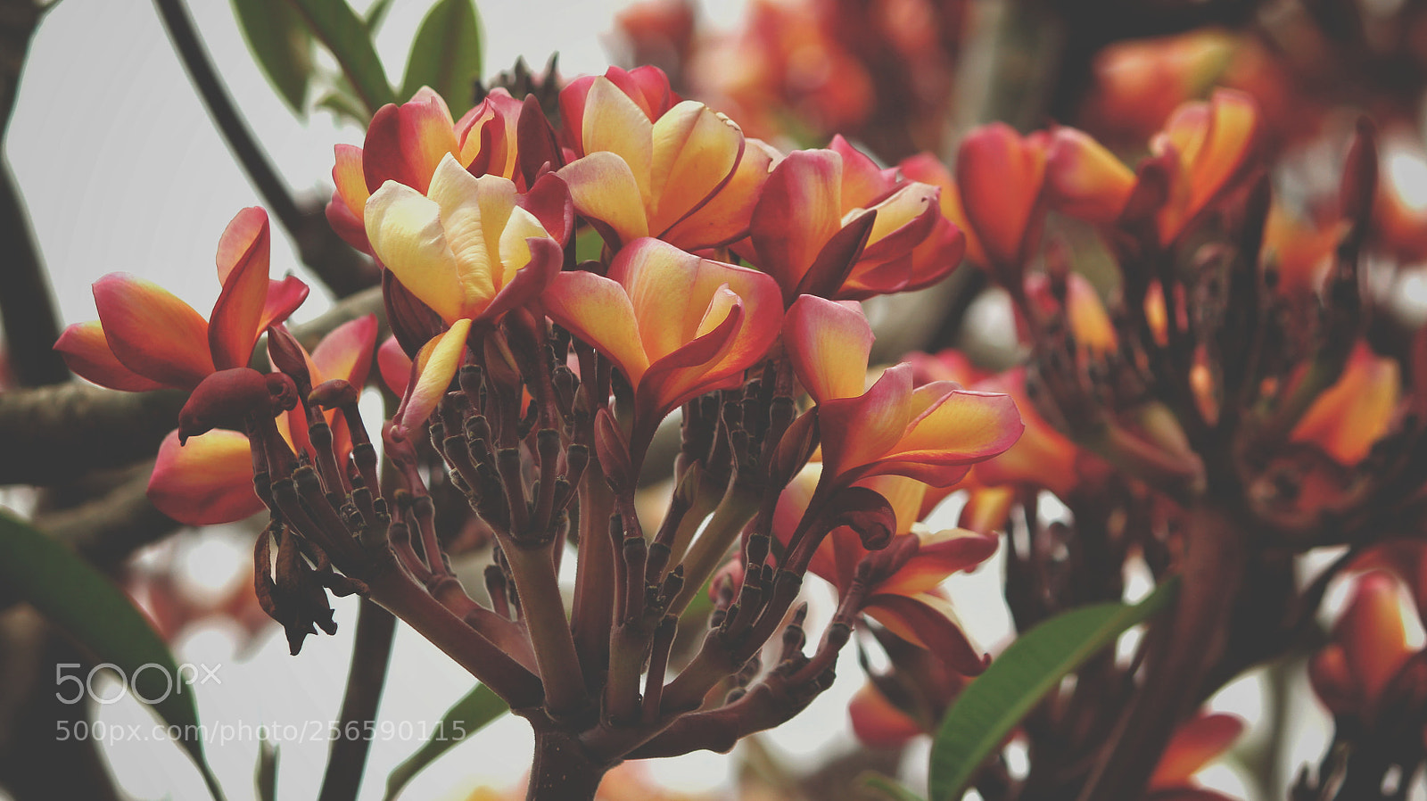 Canon EOS 1200D (EOS Rebel T5 / EOS Kiss X70 / EOS Hi) sample photo. Plumeria rubra photography