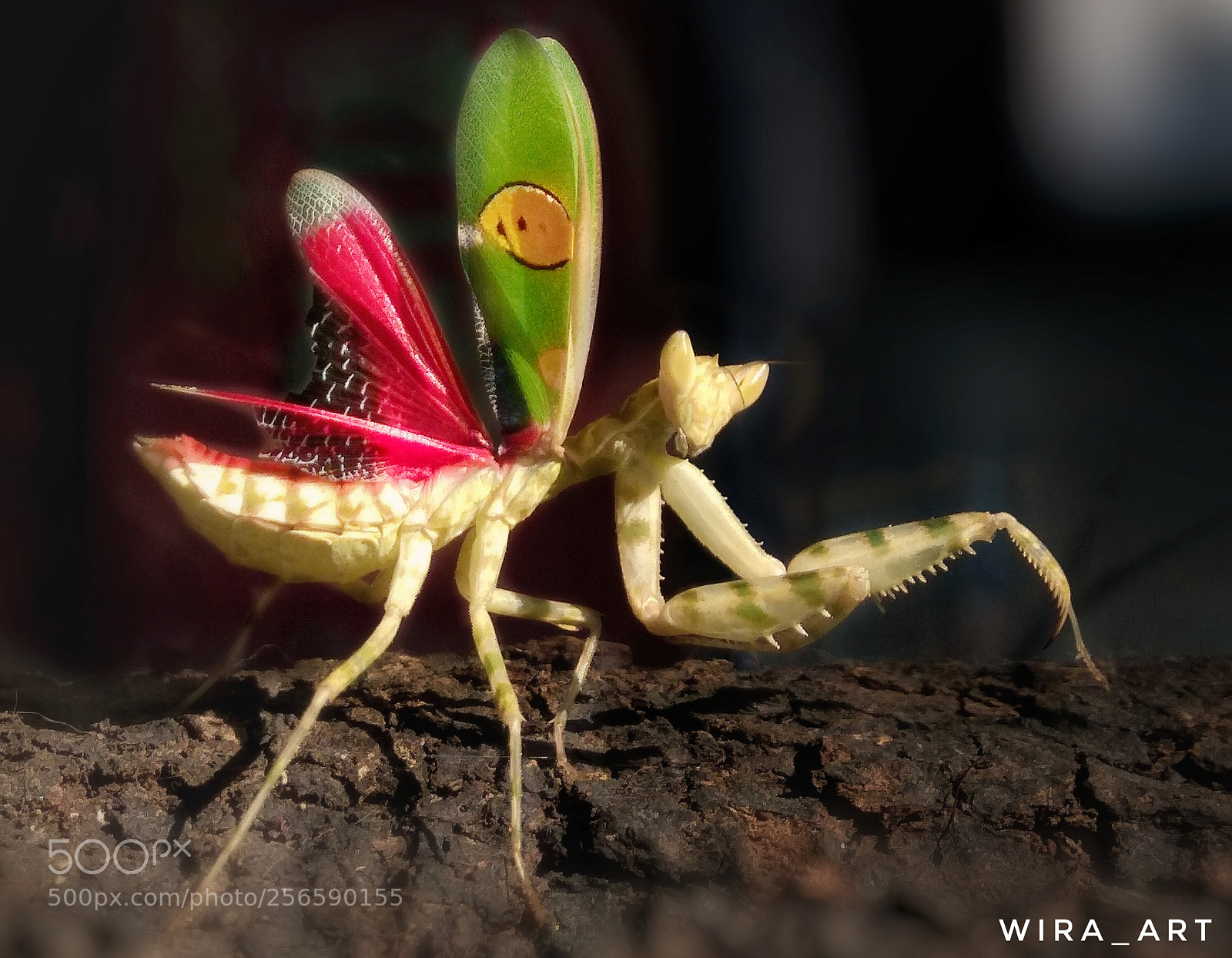 Xiaomi Redmi Note 4 sample photo. Mantis army photography