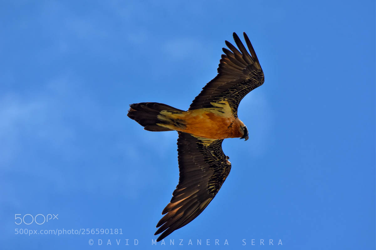Nikon D7200 sample photo. In flight photography