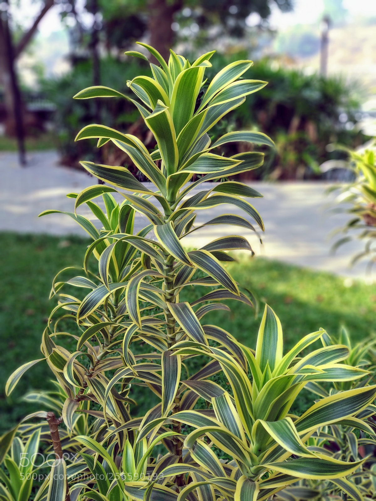 Xiaomi Mi A1 sample photo. Untitled photography