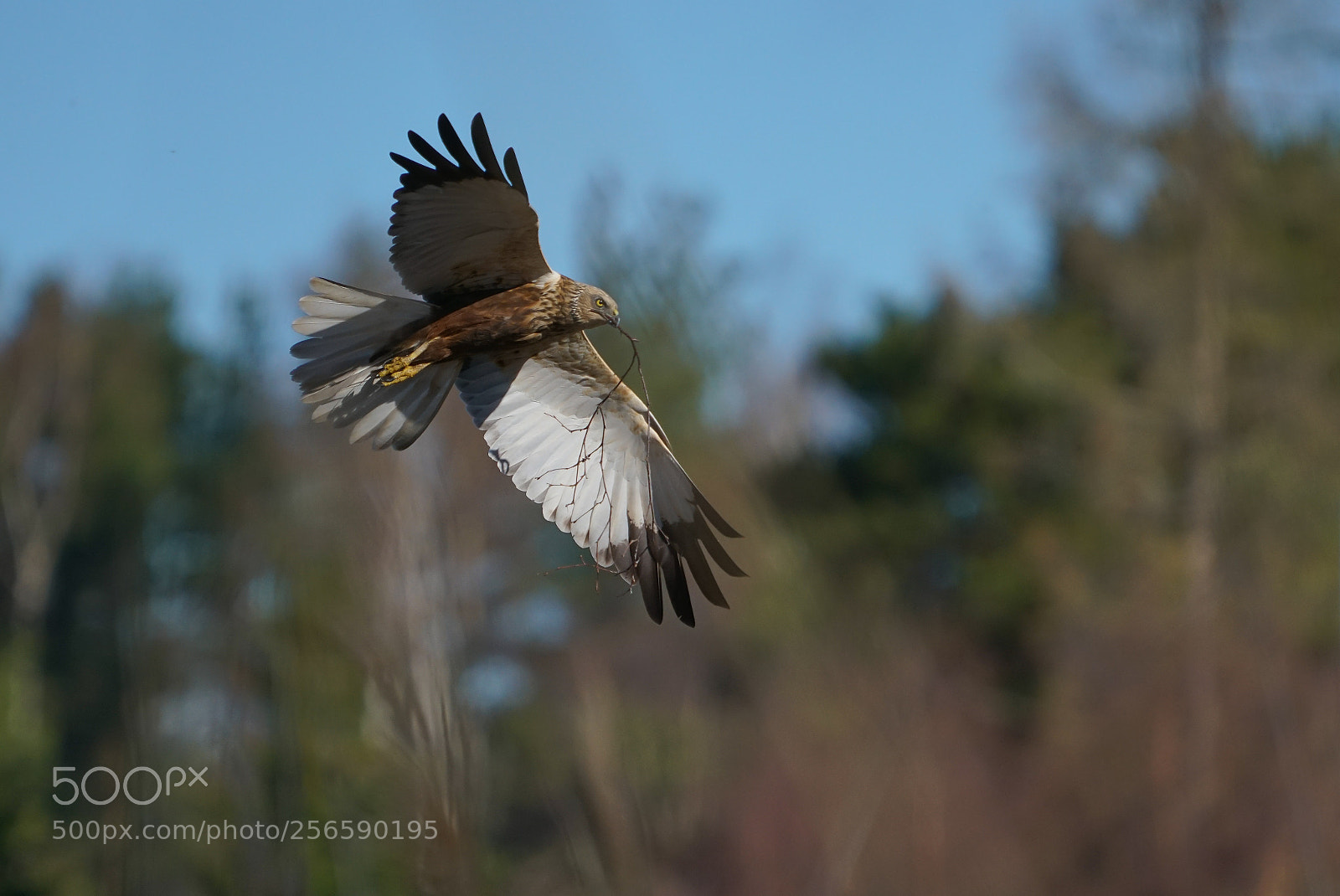Sony a7R II sample photo. The nest builder photography