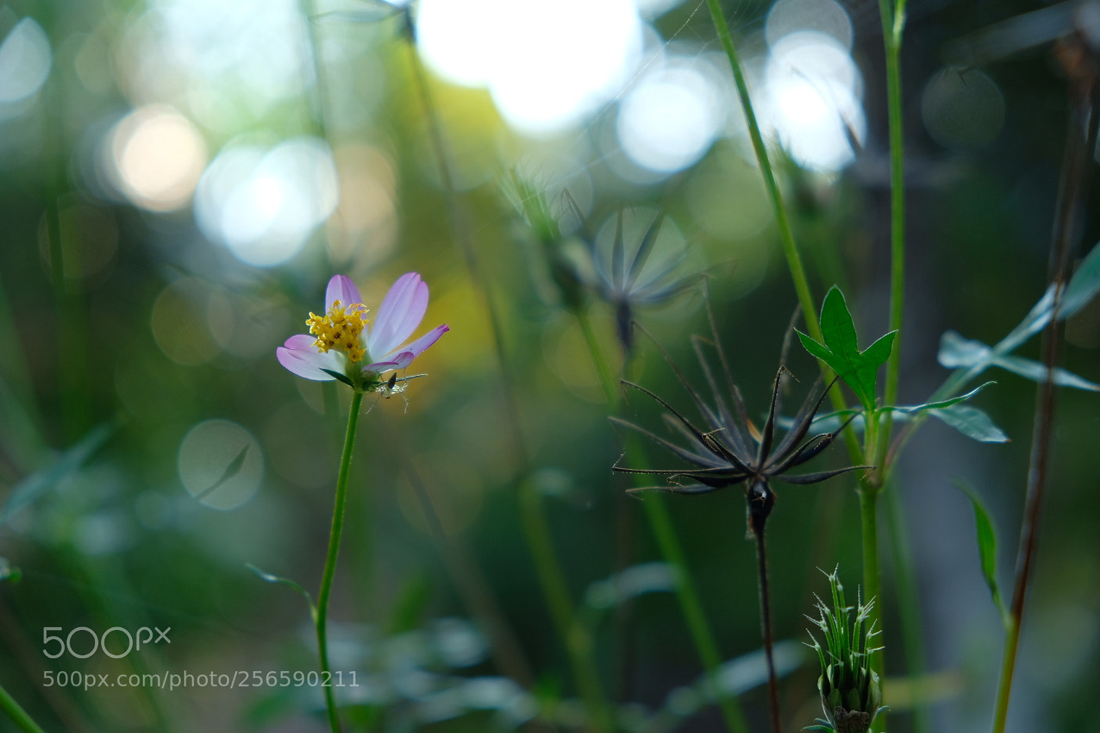 Fujifilm X-T20 sample photo. I want out photography