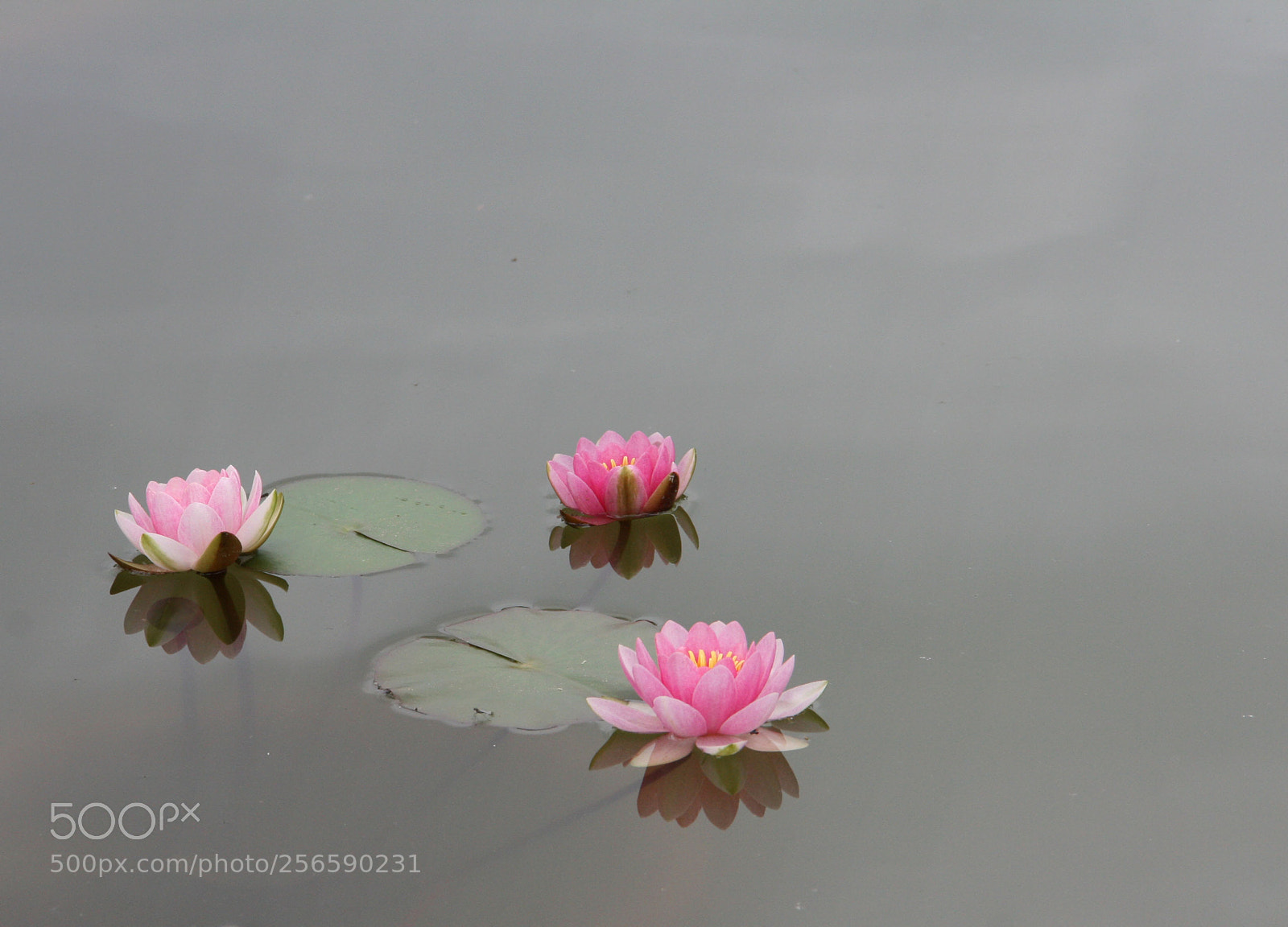 Canon EOS 400D (EOS Digital Rebel XTi / EOS Kiss Digital X) sample photo. Waterlilies photography