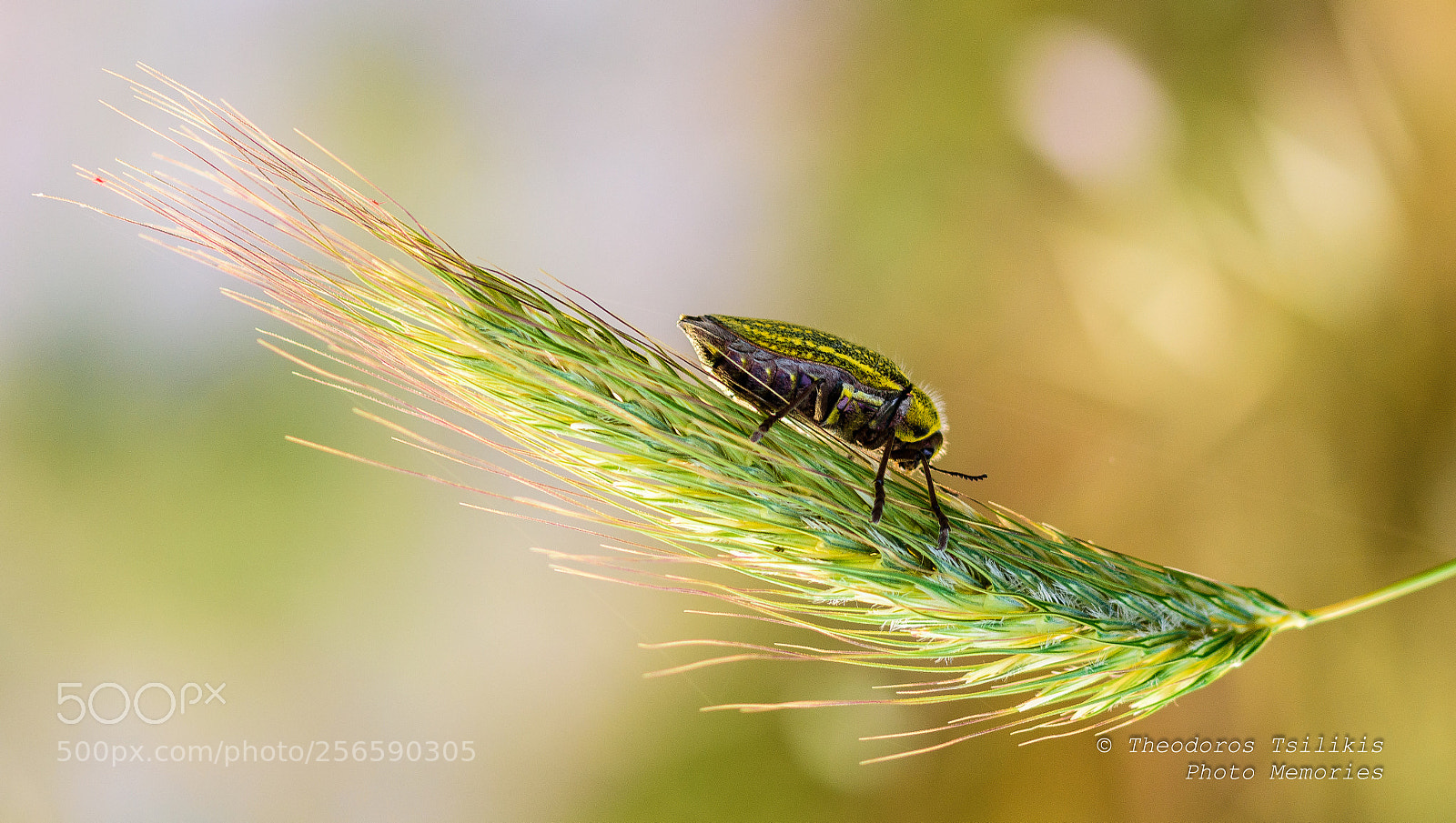 Nikon D7200 sample photo. A bug's journey photography