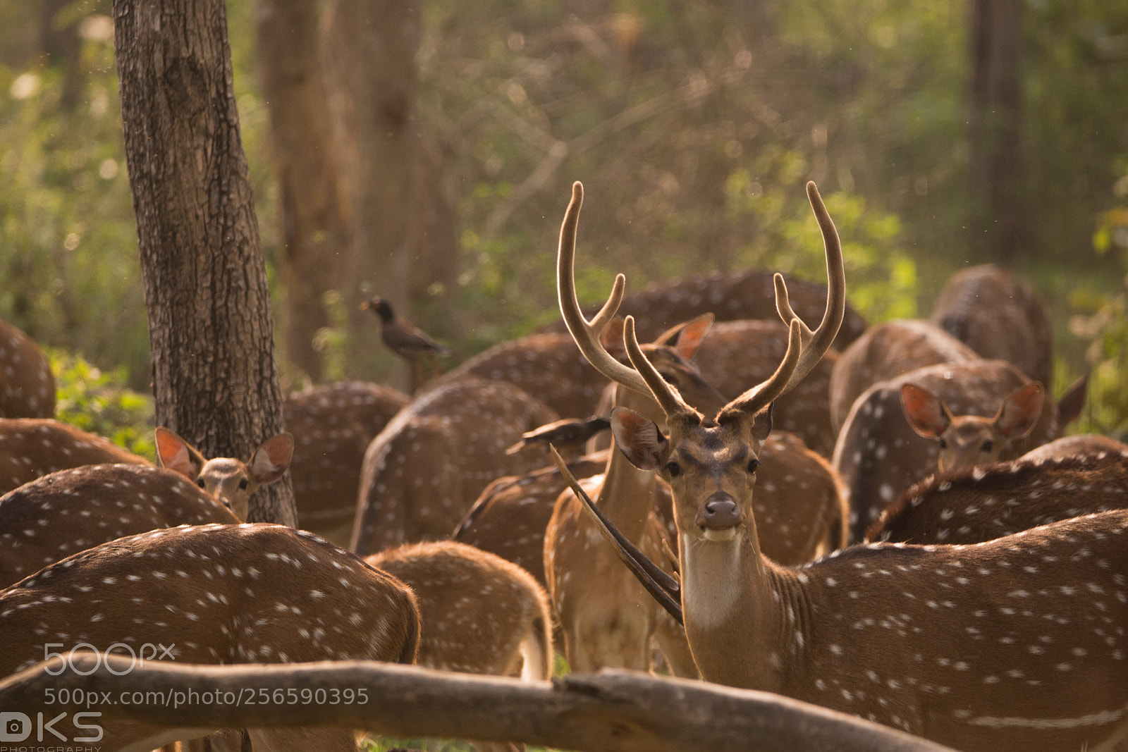 Nikon D610 sample photo. Bunch of deer photography
