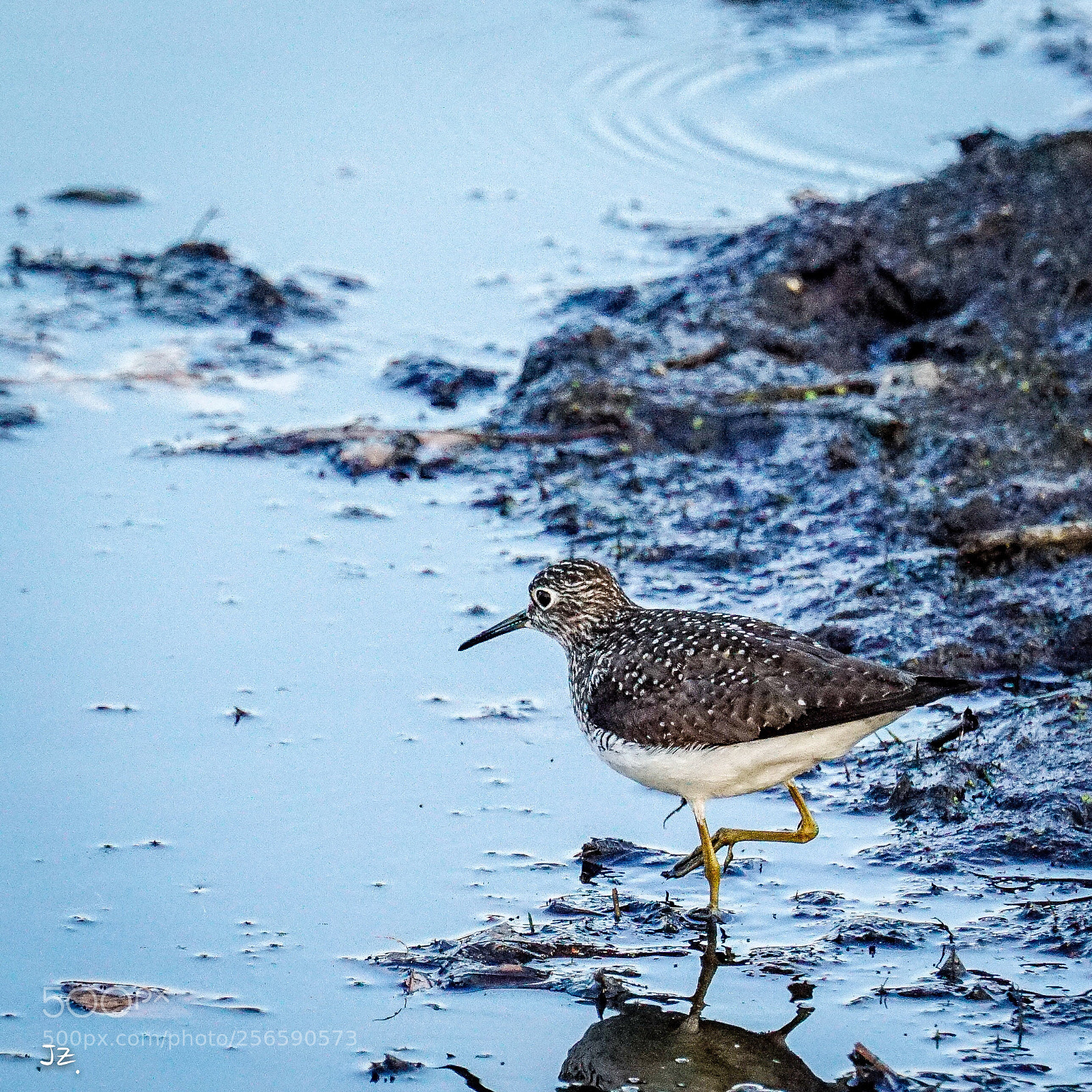 Sony a6000 sample photo. Solitary sandpiper photography