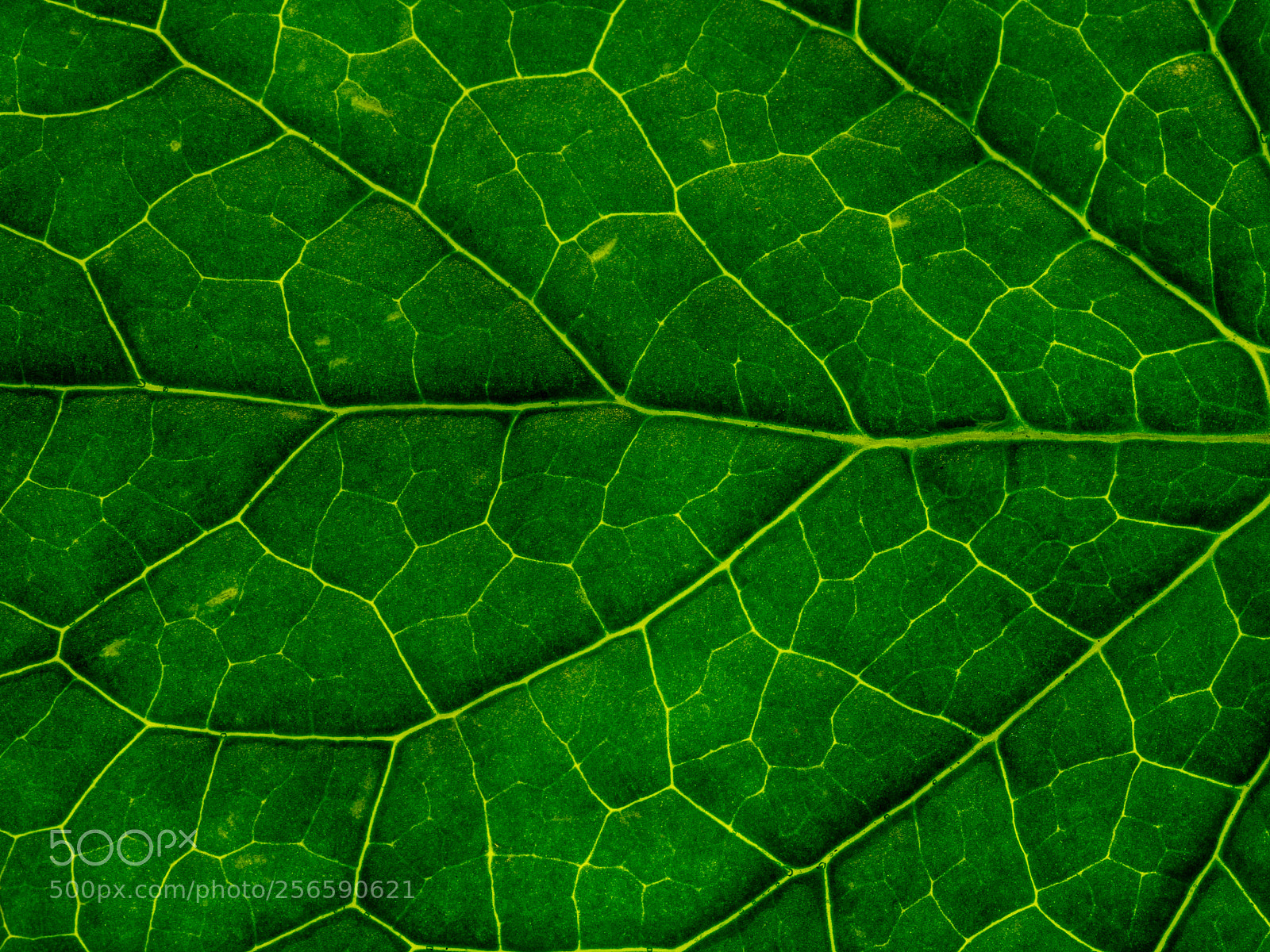 Olympus OM-D E-M10 sample photo. Leaf photography