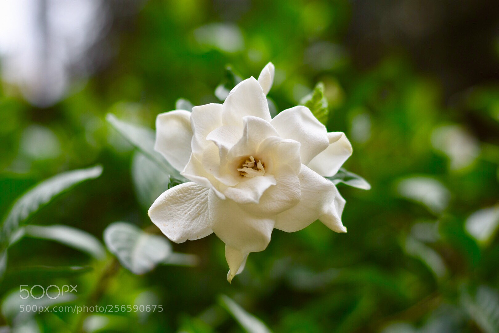 Nikon D7200 sample photo. Untitled photography