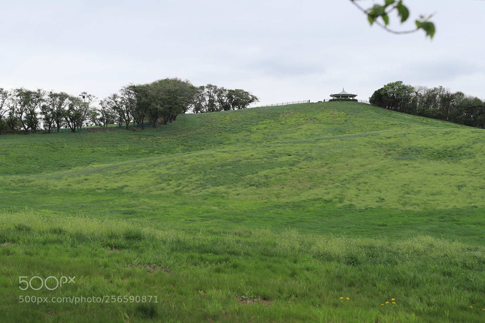 Canon EOS 6D Mark II sample photo. Green grass of home photography