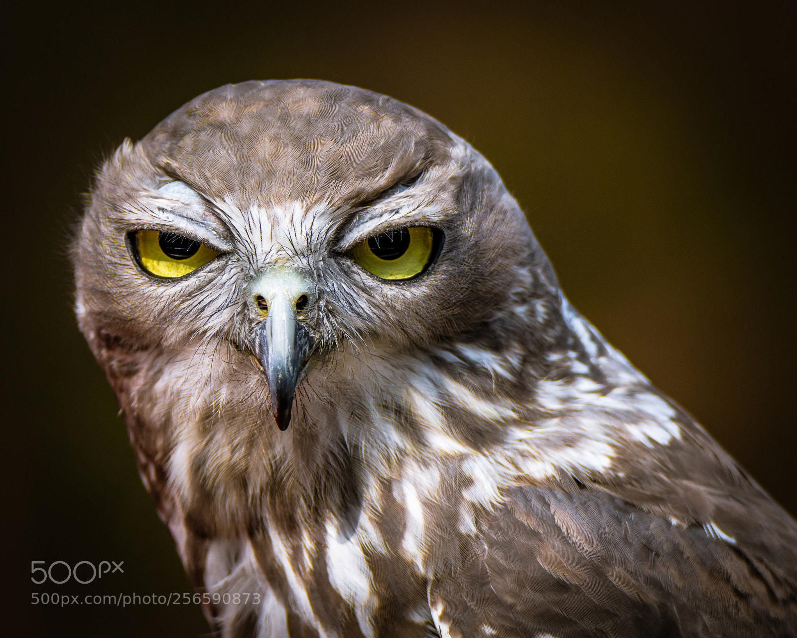 Nikon D7200 sample photo. Barking owl iii photography