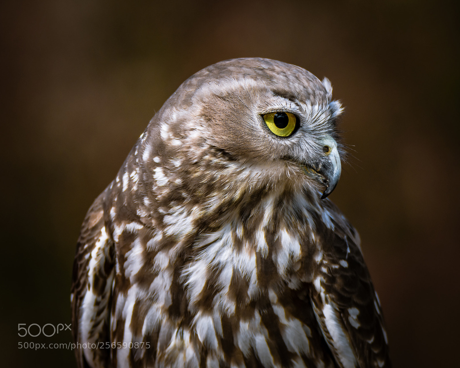 Nikon D7200 sample photo. Barking owl ii photography