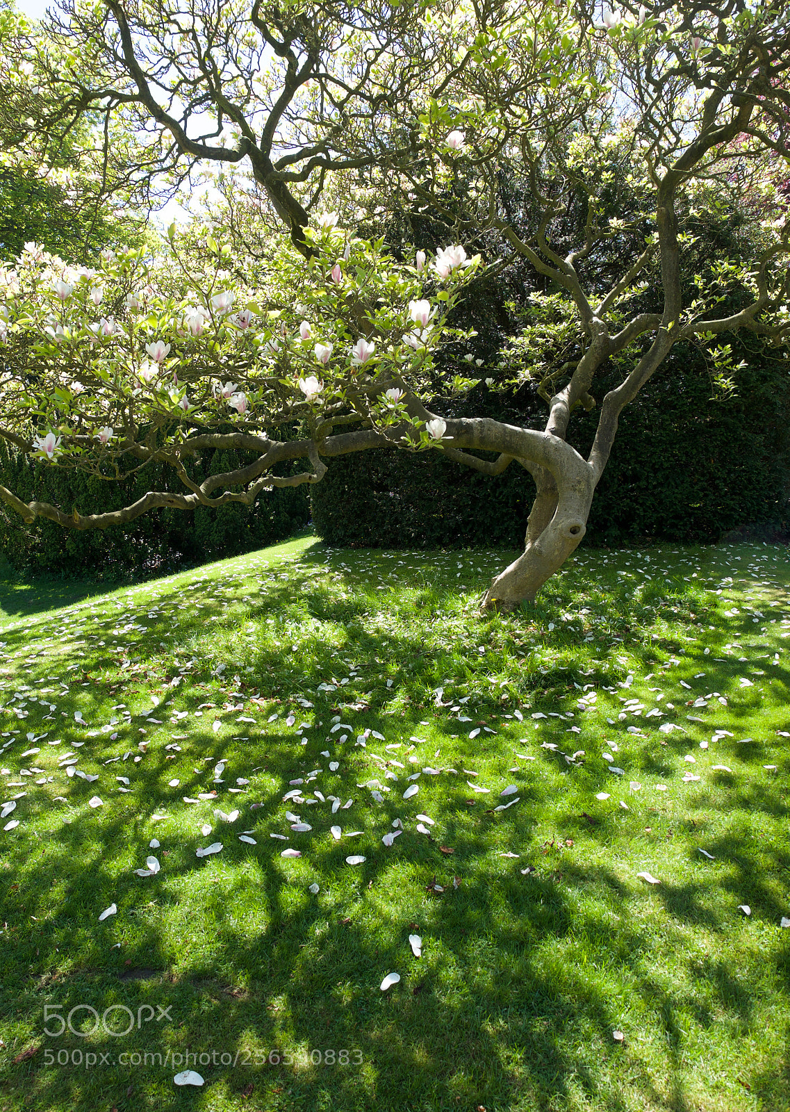 Olympus OM-D E-M5 II sample photo. Bletchley park magnolia photography