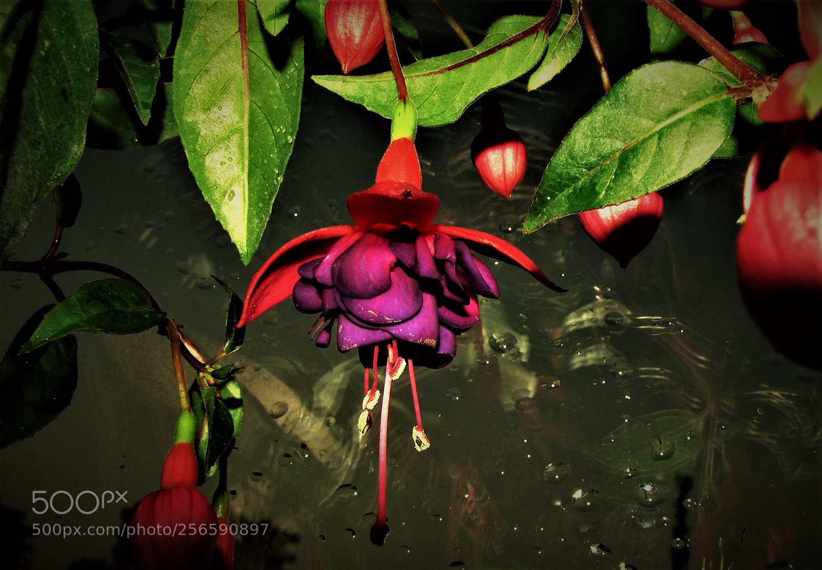 Canon PowerShot SX20 IS sample photo. Fuchsia in the night photography