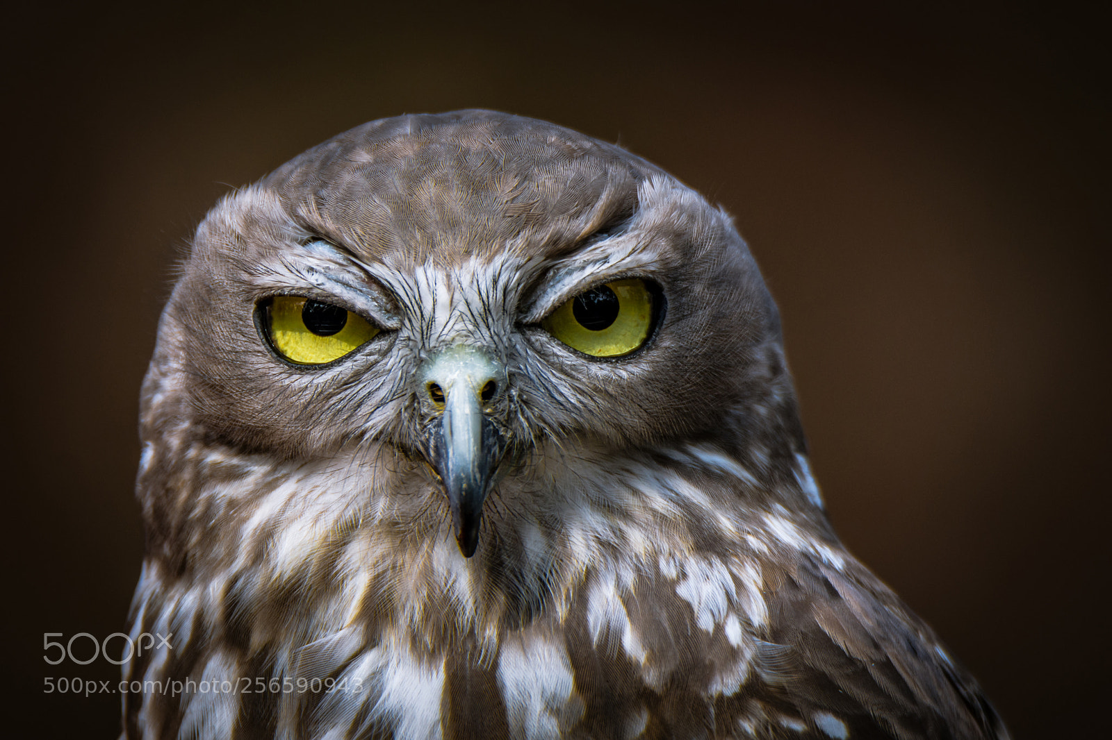 Nikon D7200 sample photo. Barking owl i photography