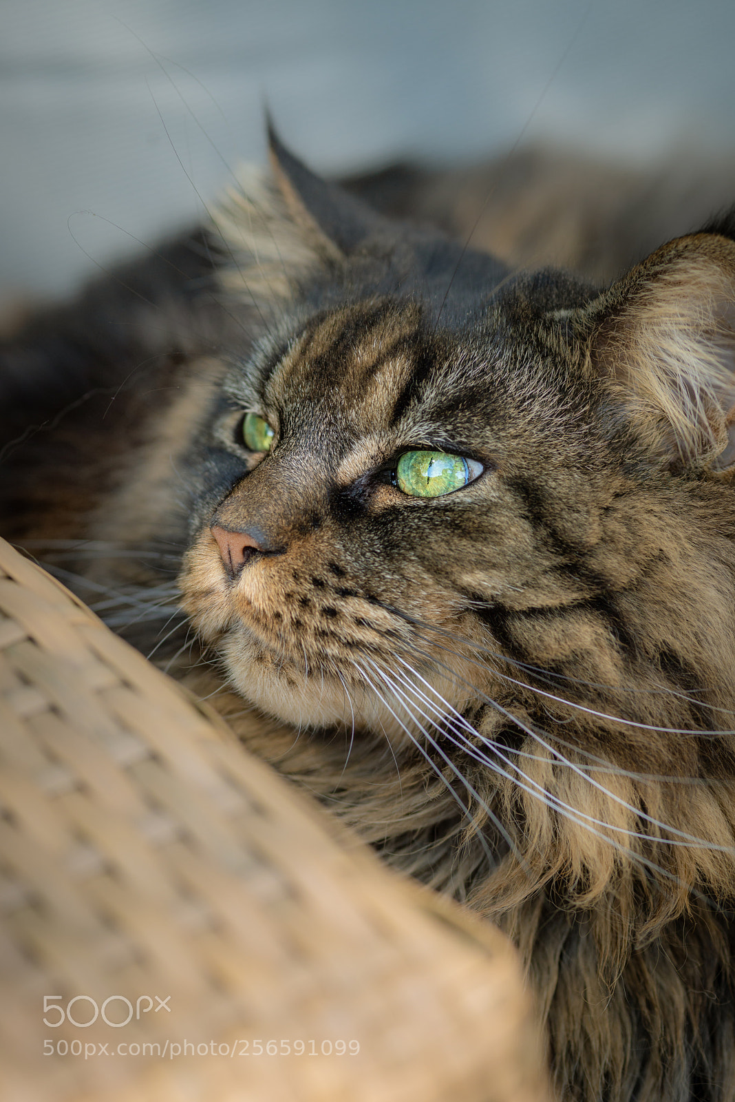 Nikon D610 sample photo. Sunny enjoying life photography