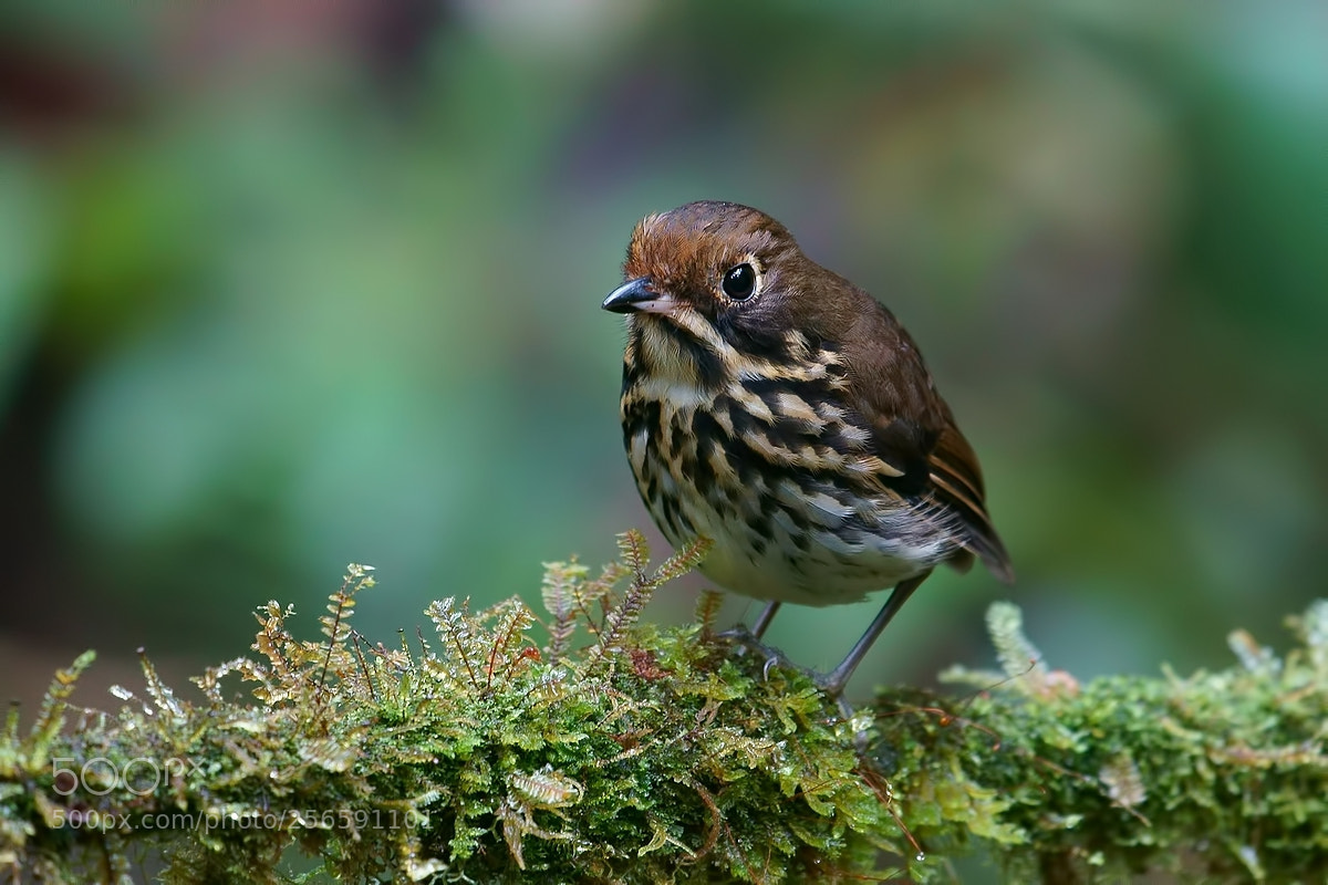 Sony a7S II sample photo. Ochre-fronted antpitta photography