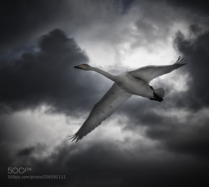 Sony Alpha DSLR-A290 sample photo. Swansong photography