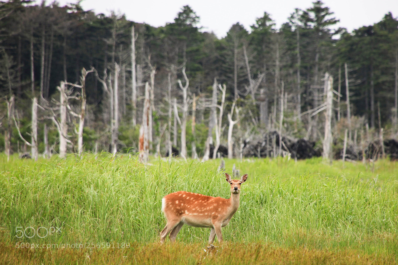 Canon EOS 5D Mark II sample photo. Deer photography