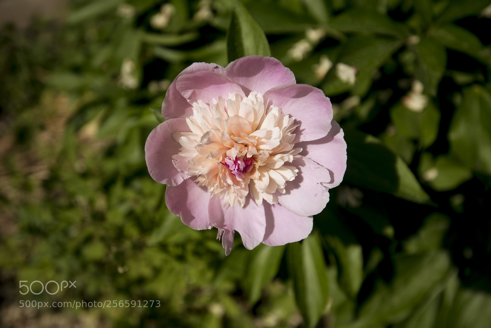 Nikon D750 sample photo. Flower photography