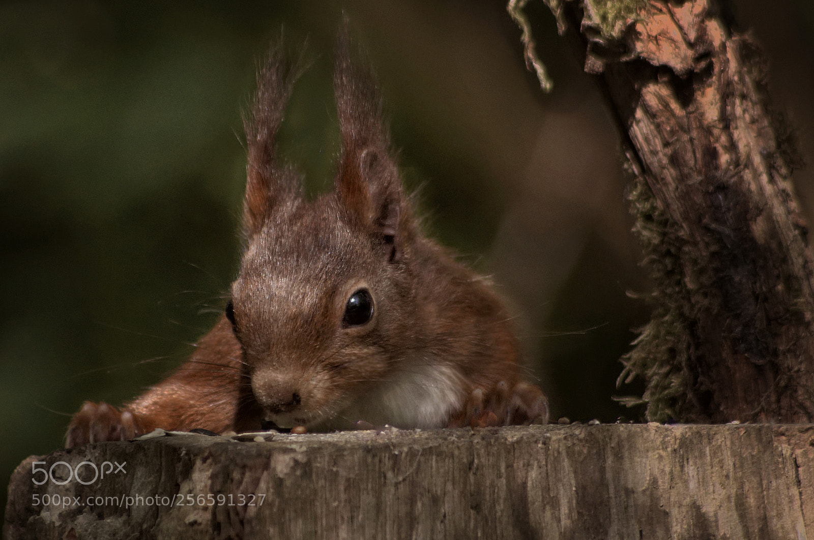 Pentax K-5 sample photo. Eichhörnchen natur beautys photography