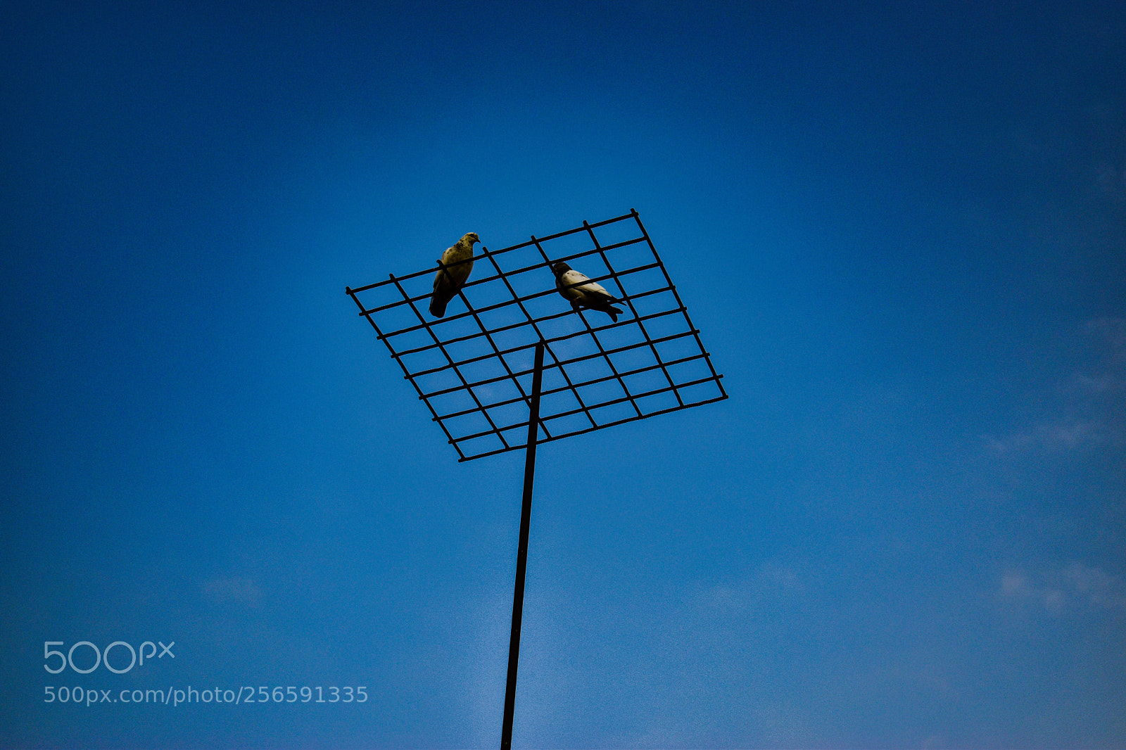 Nikon D5600 sample photo. Love birds photography