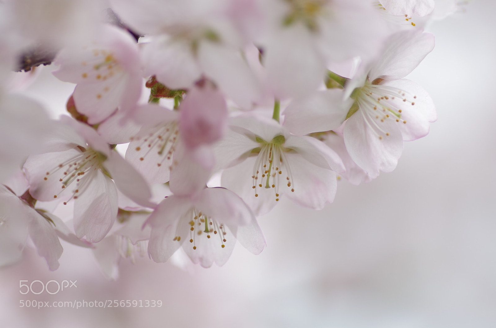 Pentax K-30 sample photo. Sakura photography