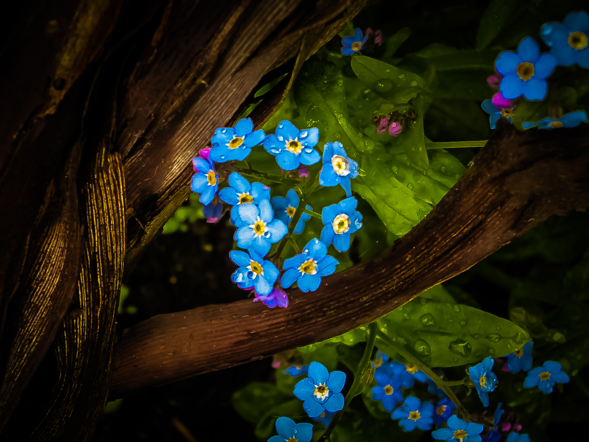 Canon PowerShot A1300 sample photo. Forget-me-not photography