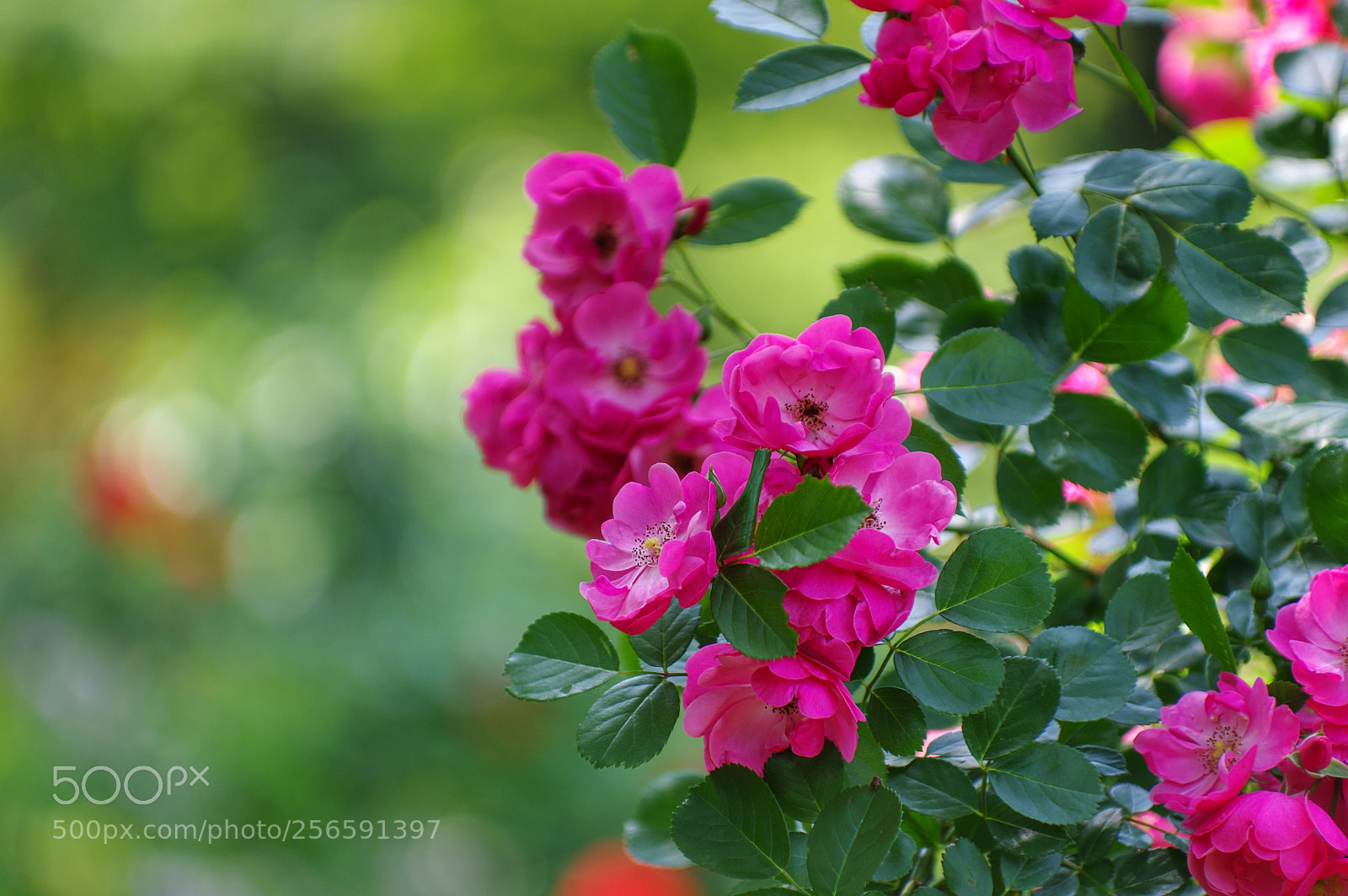 Pentax K-3 II sample photo. Untitled photography