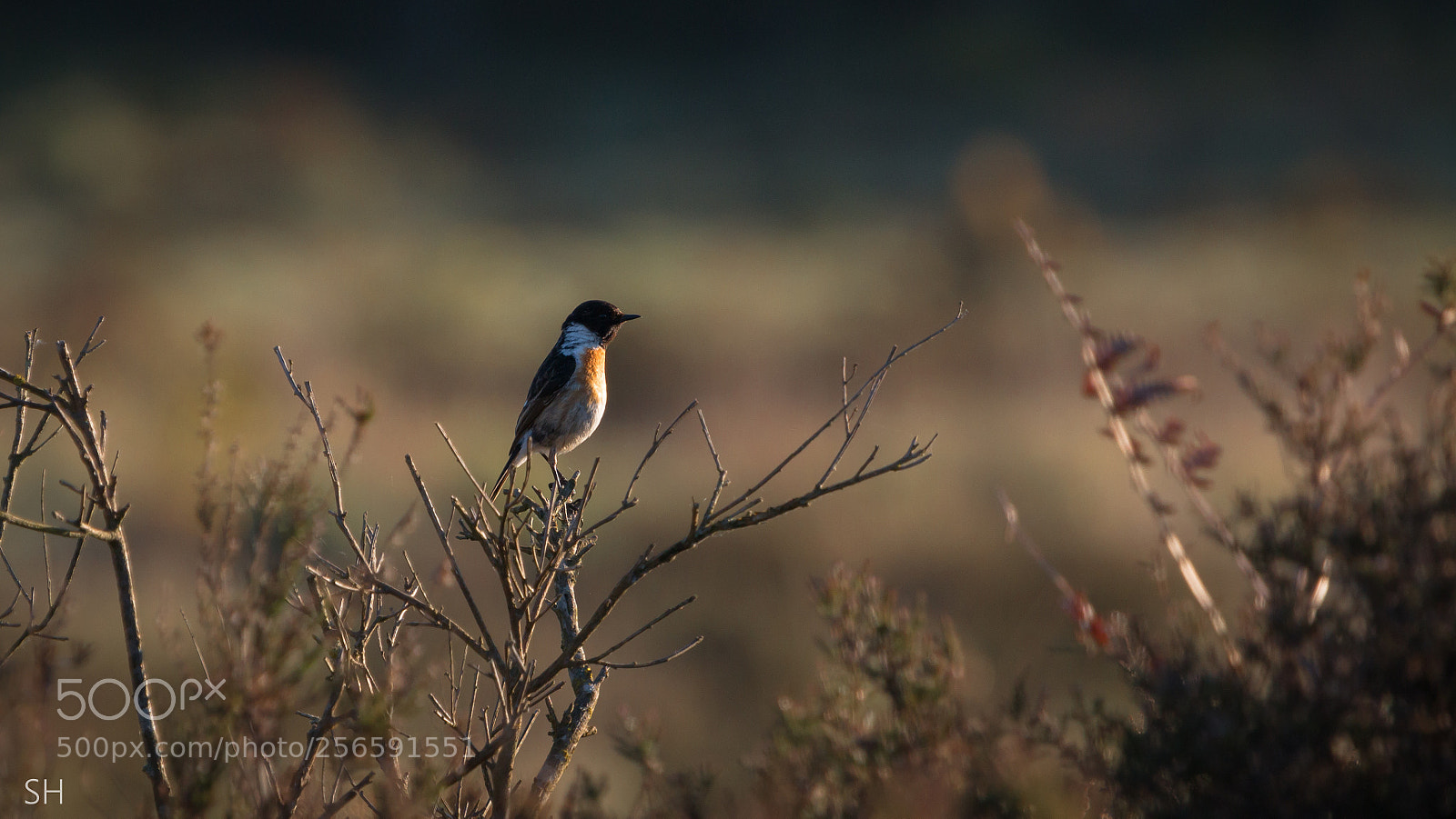 Canon EOS 70D sample photo. Looking out photography