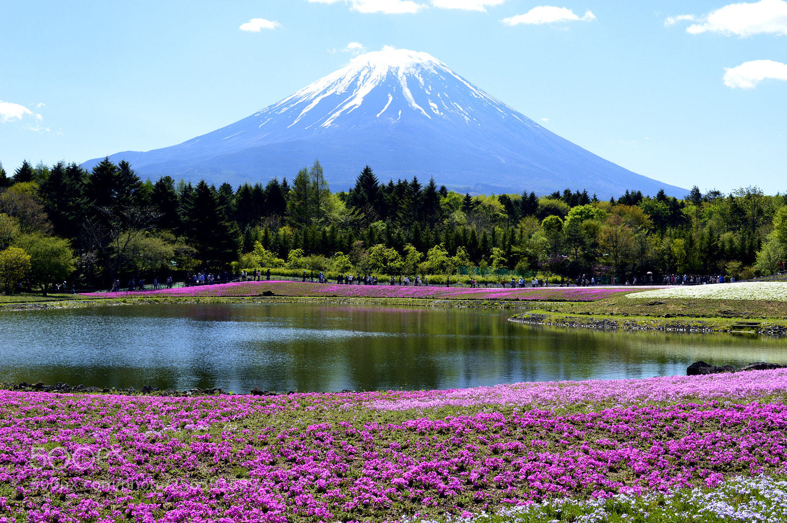 Nikon D3200 sample photo. Fujizakura photography