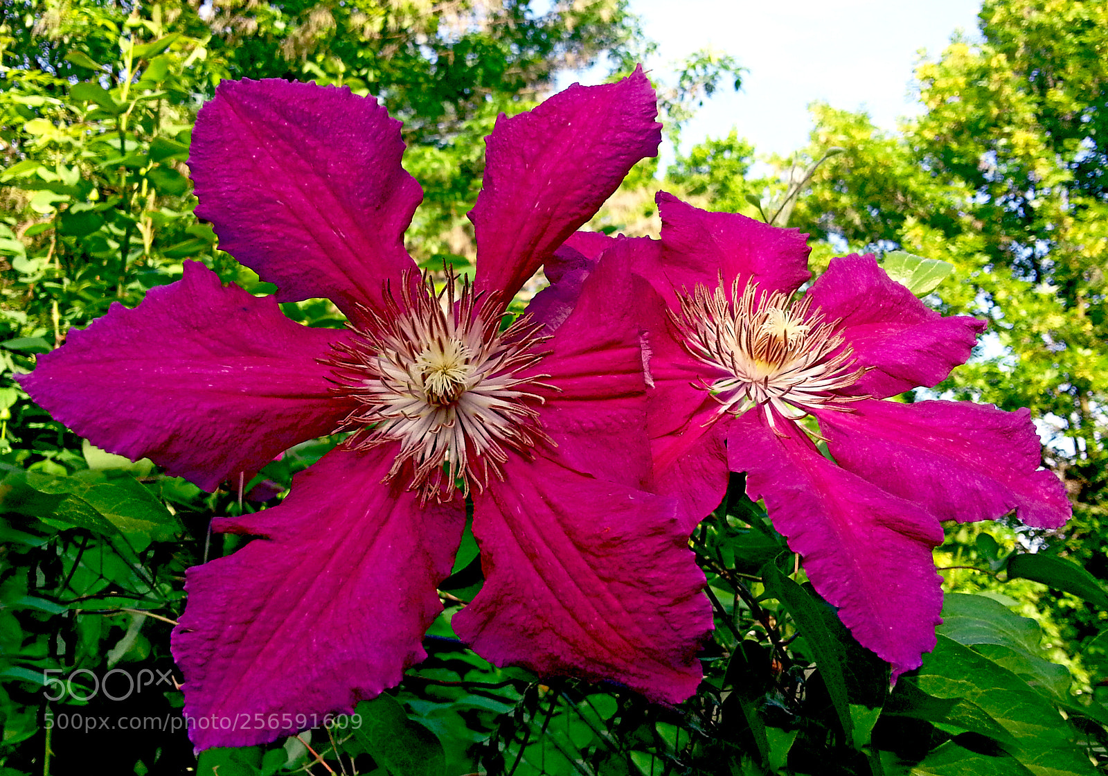 Samsung Galaxy Note2 sample photo. Flower photography