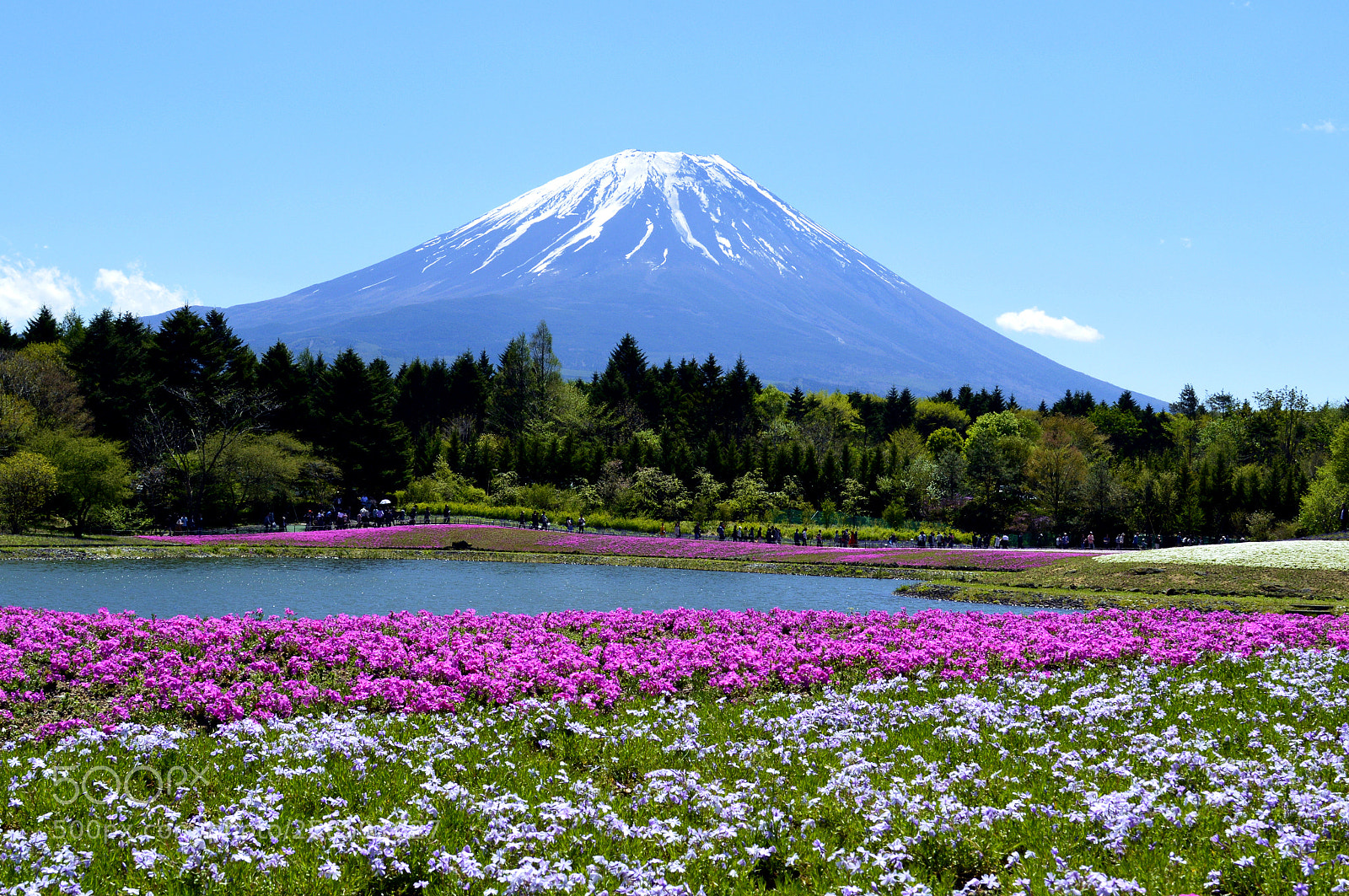 Nikon D3200 sample photo. Fujizakura photography