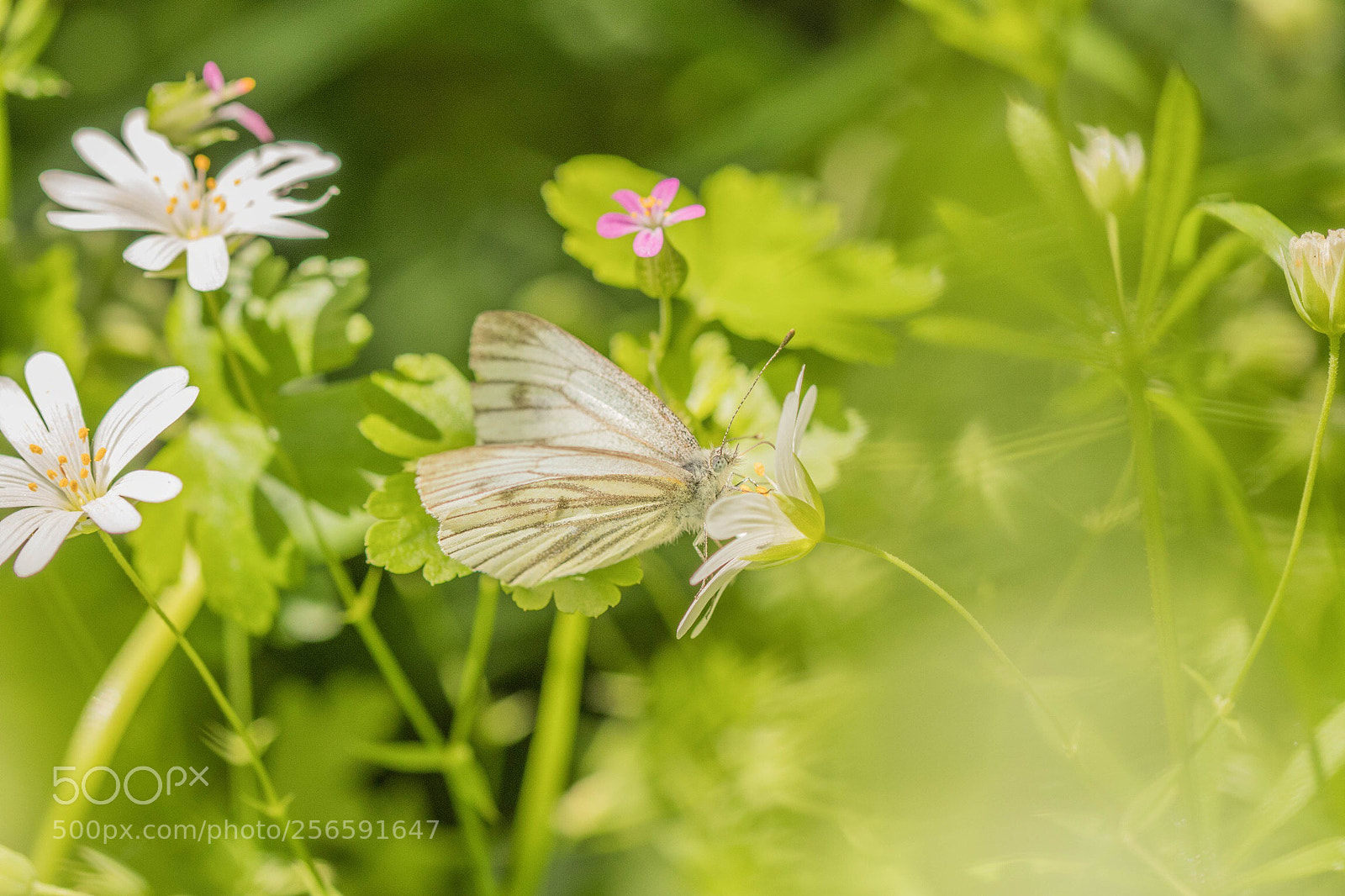 Canon EOS 80D sample photo. La nature!! photography