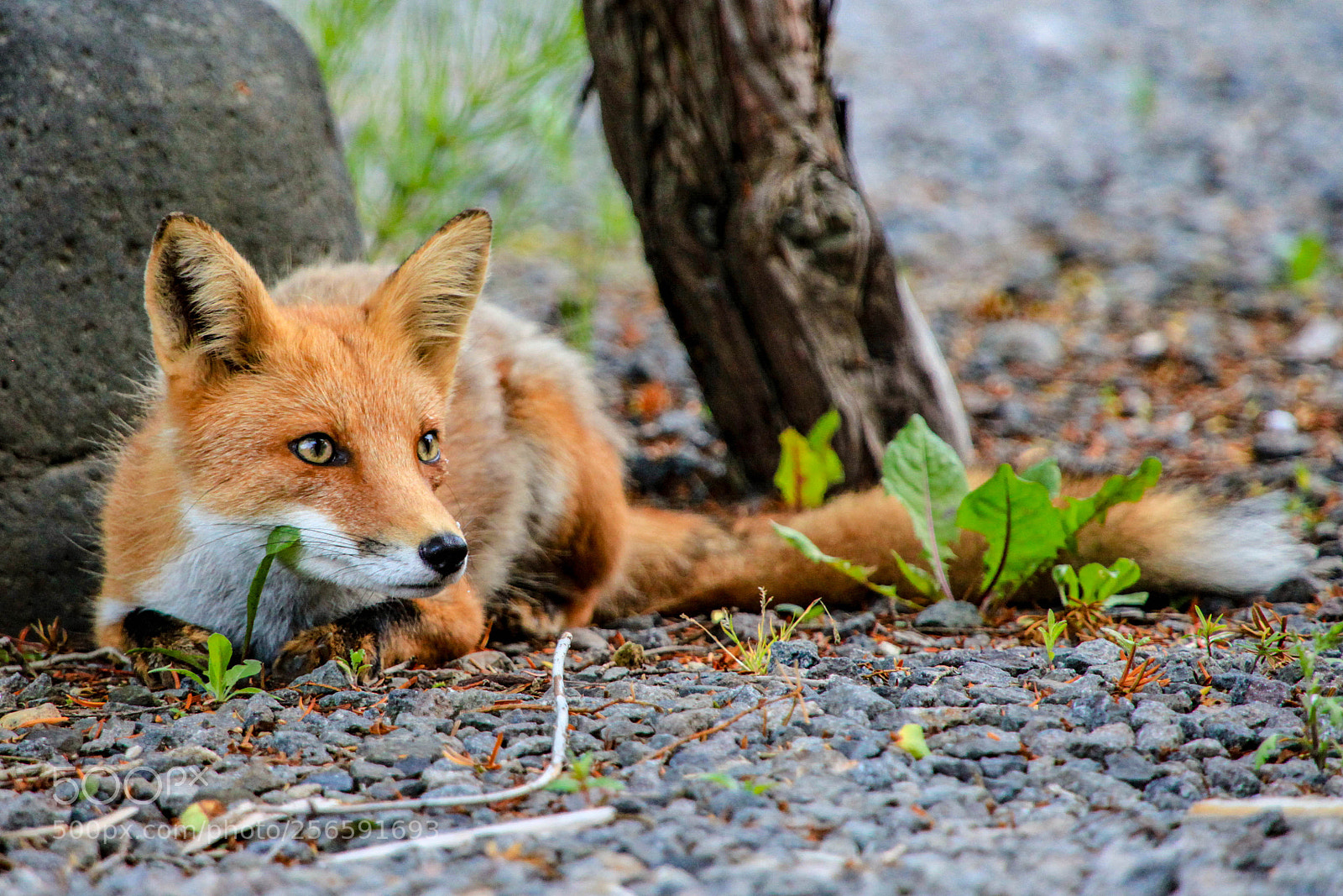 Canon EOS 5D Mark II sample photo. Fox in shari photography