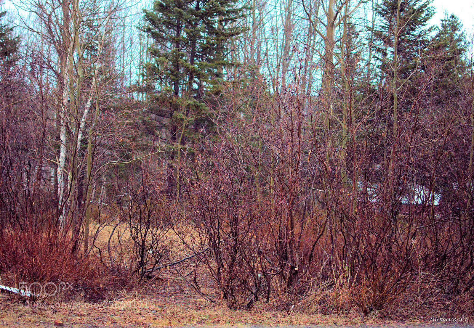 Nikon D3400 sample photo. Raining at the pond photography
