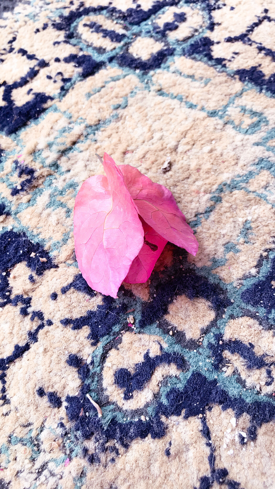 Apple iPhone 7 Plus sample photo. Untitled photography