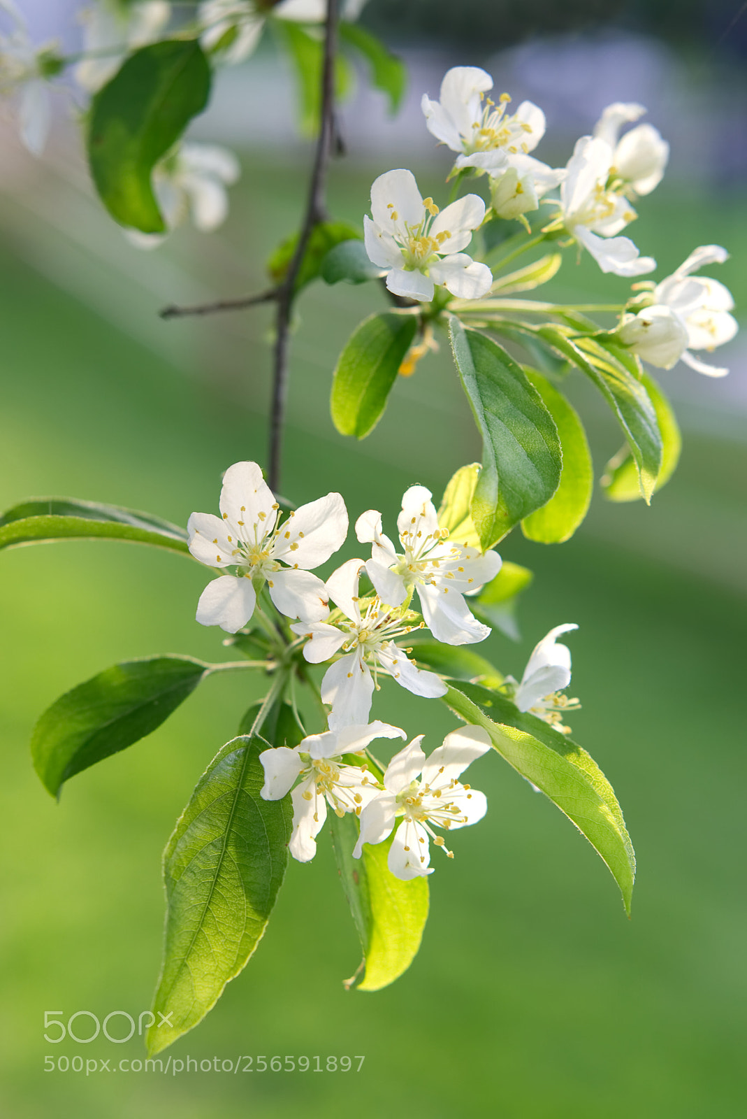 Sony a6000 sample photo. Finally apple blossom in photography