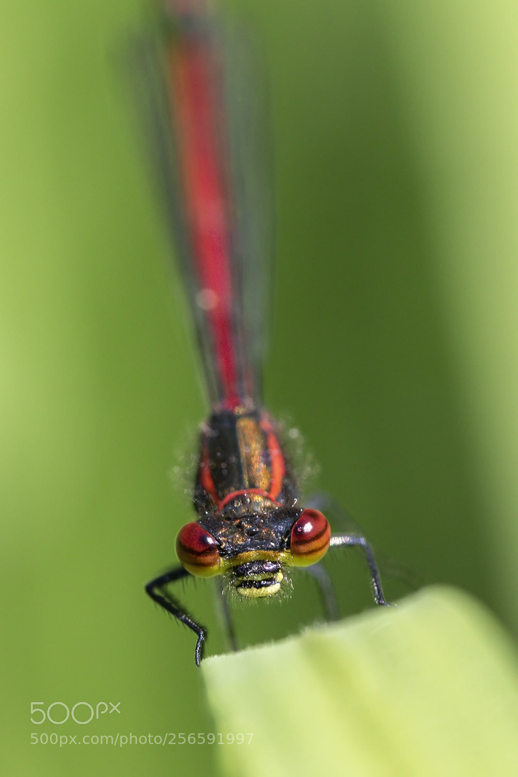 Canon EOS 7D Mark II sample photo. Petite nymphe au corps photography