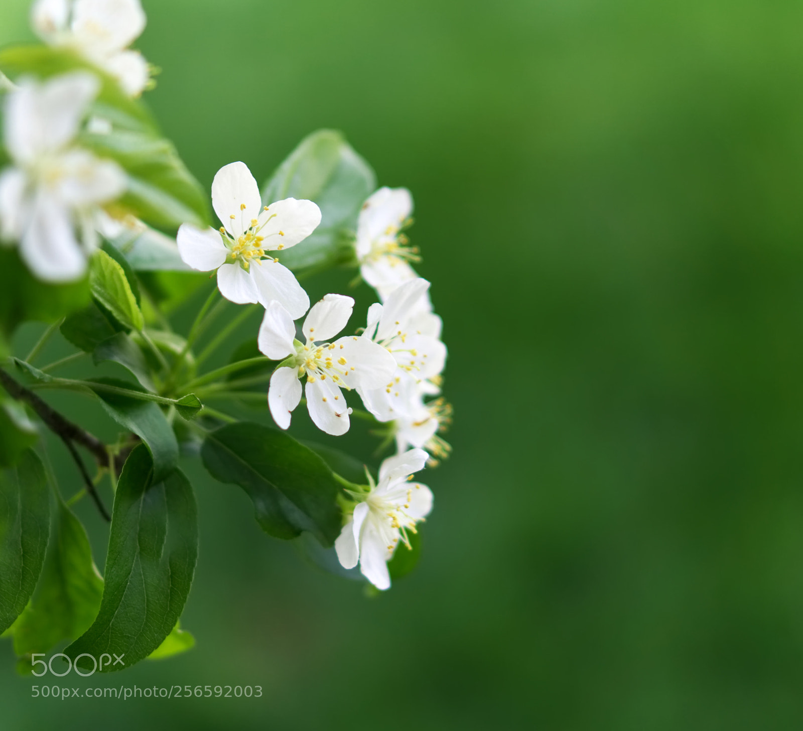 Sony a6000 sample photo. Finally apple blossom in photography