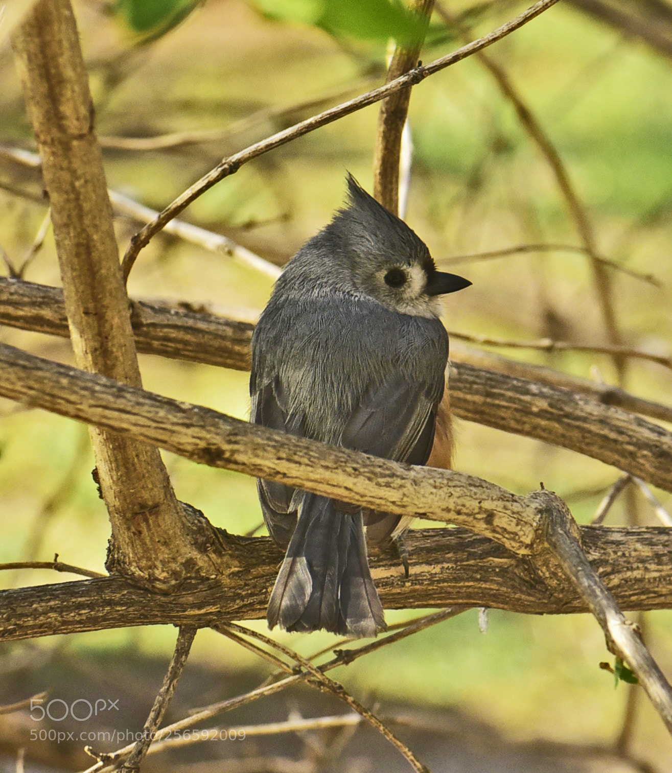 Nikon D750 sample photo. Titmouse photography