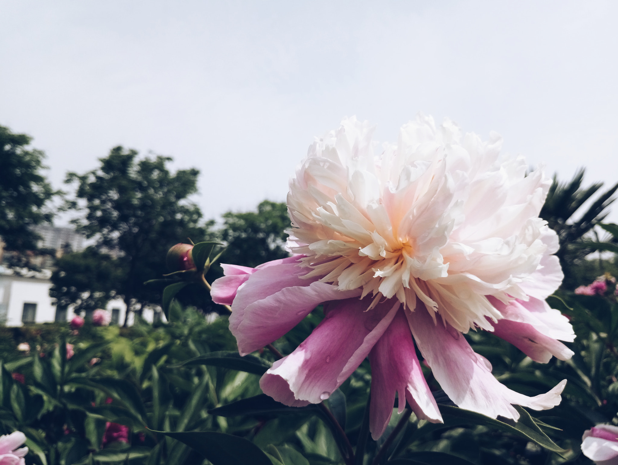 Meizu PRO 6s sample photo